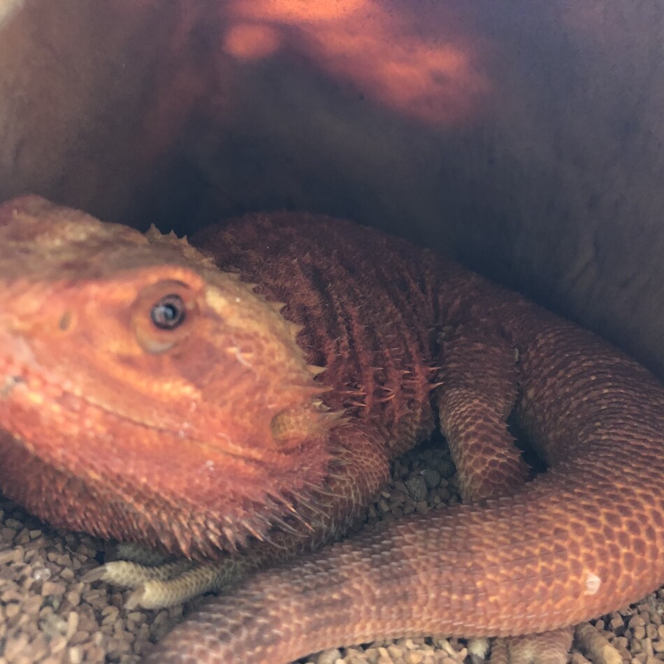 紅丸のカバー写真