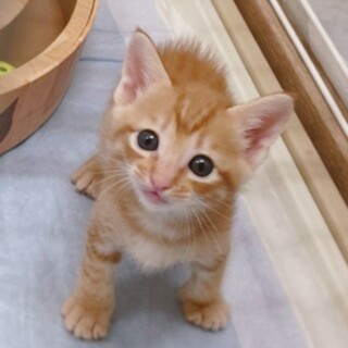 【6/26譲渡会参加予定】べったり♡爽くん