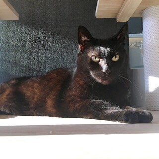 可愛い黒猫★くーちゃん