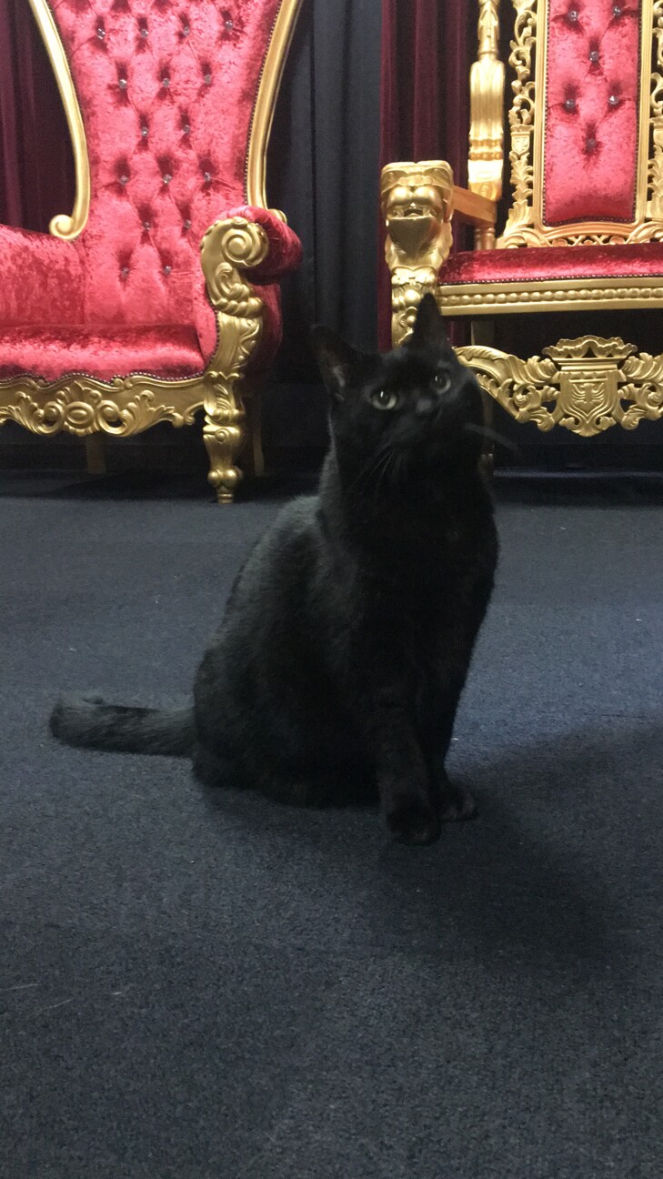 可愛い黒猫 くーちゃん 広島県 猫の里親募集 ペットのおうち 月間利用者150万人