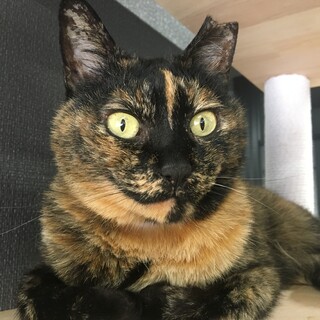 サビ猫★みーちゃん