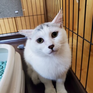 淡墨帽子のナルちゃん、お家を探しています。