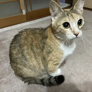 落ち着いたシマサビ猫