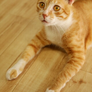 茶トラ兄弟★むぎ＆てん