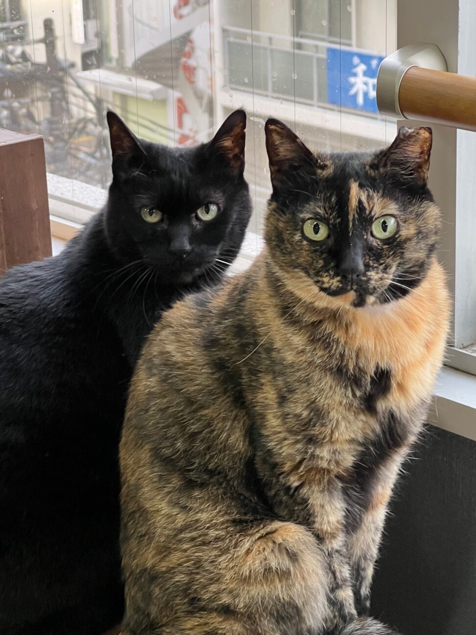 瞑想ねこ　黒猫(〃ω〃) くーちゃん 可愛い黒猫☆くーちゃん」広島県 - 猫の里親募集(413072) 4枚目の画像