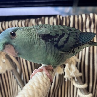 【里親様決定済】サザナミインコ ブルー