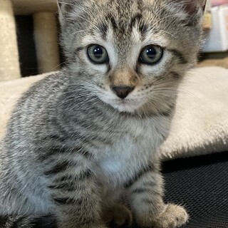 優しいお顔のきじとらさん。（募集一時停止）