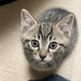 きじとらの男の子。（募集一時停止）