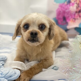 幸せみつかりました！