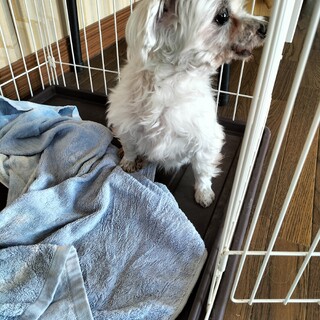 マルチーズ　♀　ホワイト　9歳