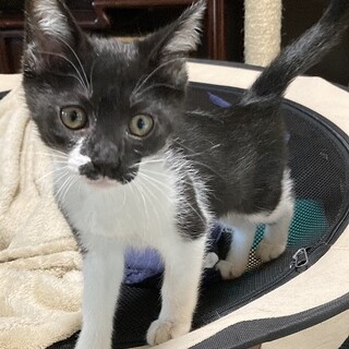 個性的なカワイ子ちゃん。(募集一時停止）