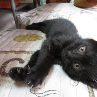 目がクリクリした元気な女の子です。