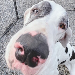 繫殖場よりレスキュー♀