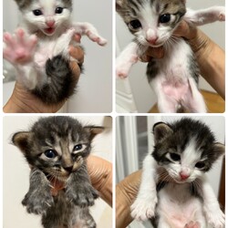 第162回　にゃん☆ぴーす猫譲渡会