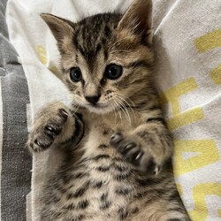 第162回　にゃん☆ぴーす猫譲渡会 サムネイル2