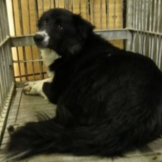 里親様が決まりました