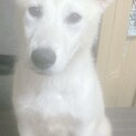 ホワイトシェパードと雑種犬とのミックスです。