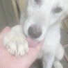 ホワイトシェパードと雑種犬とのミックスです。 サムネイル2
