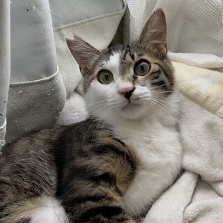 とっても可愛いキジ白。レオ！