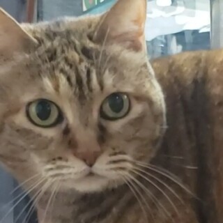 サビトラの女の子です。YouTube出演中