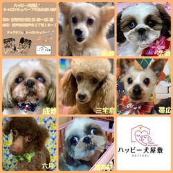 ハッピー犬屋敷シャロンシェリープチふれあい会 サムネイル2