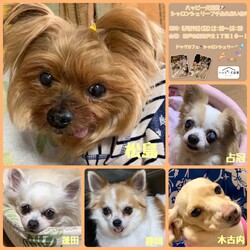 ハッピー犬屋敷シャロンシェリープチふれあい会 サムネイル3