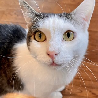 本当は甘えん坊です❤︎シャイなフラン♂