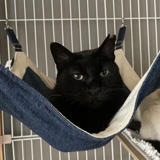 賢い子★プーマ♀