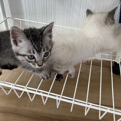 猫ちゃん2匹
