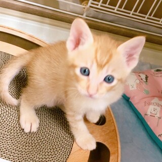 【6/26譲渡会参加予定】頼れるお兄ぃの大福くん