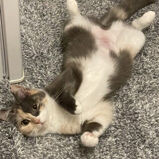 丸顔のブリアンちゃん