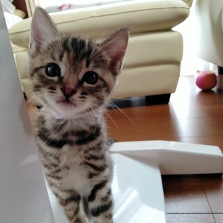 人馴れバッチリ甘えん坊です