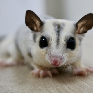 募集一時停止いたします。