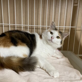 大人しいふわもふ長毛三毛ちゃん