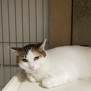 慣らし経験豊富な方お待ちしています