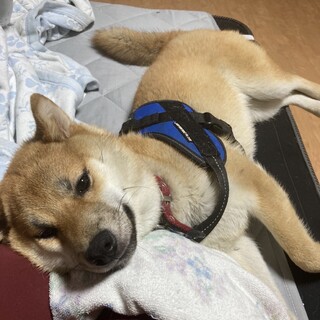 お子ちゃま全開柴犬の「緑音（りおん）」