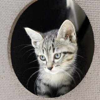譲渡対象猫の紹介(6342)