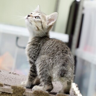 譲渡対象猫の紹介(5977)