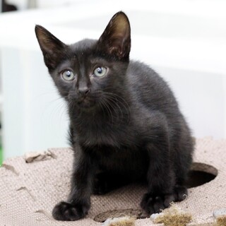 譲渡対象猫の紹介(5850)