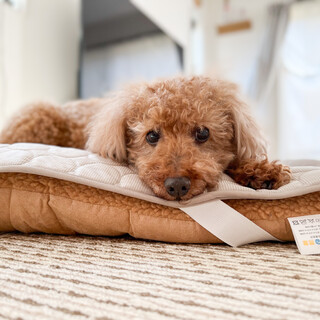 ちょっと大きめトイプードルふっくくん