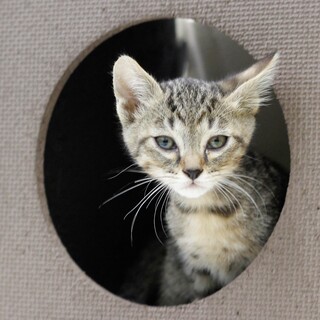 譲渡対象猫の紹介(6283)