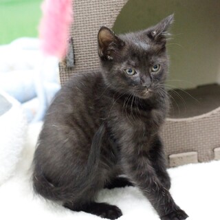 譲渡対象猫の紹介(6371)