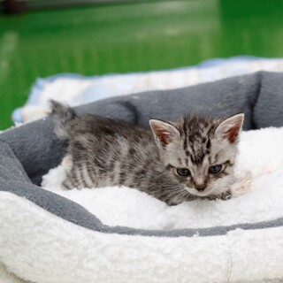 譲渡対象猫の紹介(5632)