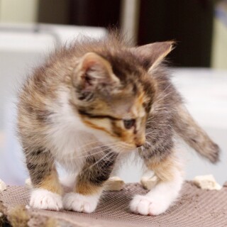 譲渡対象猫の紹介(5588)