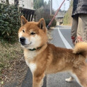 6歳の人懐っこい柴犬の男の子