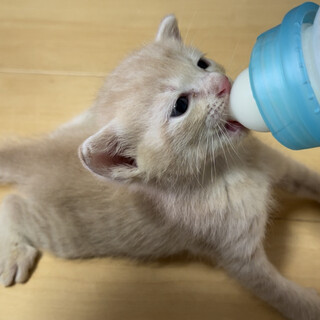 【一時停止中】クリーム色の茶とら♂