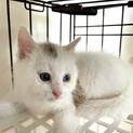 【わんぱくオッドアイ】２ヶ月ほぼ白猫