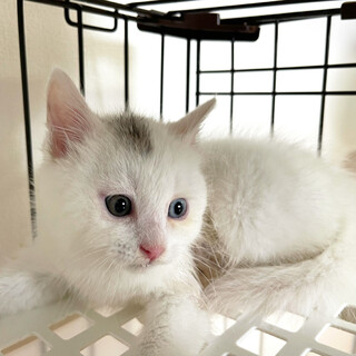 【わんぱくオッドアイ】２ヶ月ほぼ白猫