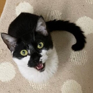 と～っても甘えん坊な女の子　しずく