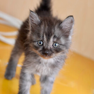 スモーキーグレのかわいい子猫のキノメちゃん